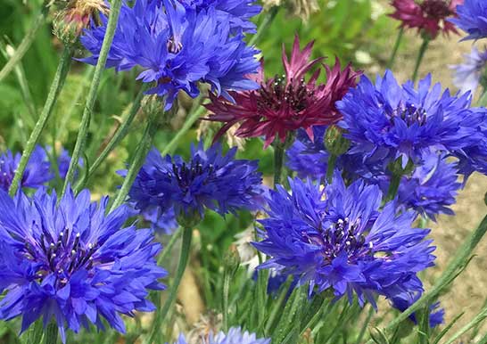 知ってる花の画像と花の名前