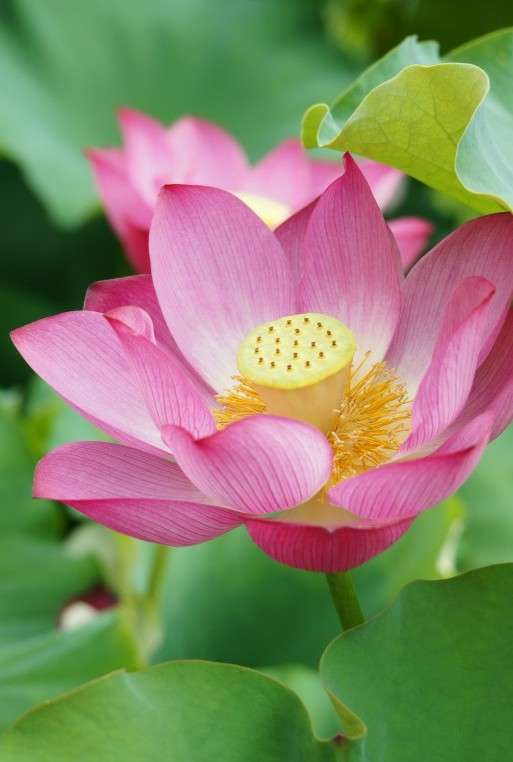 知ってる花の画像と花の名前