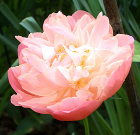知ってる花の画像と花の名前