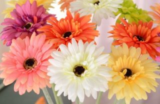 知ってる花の画像と花の名前