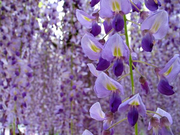 知ってる花の画像と花の名前