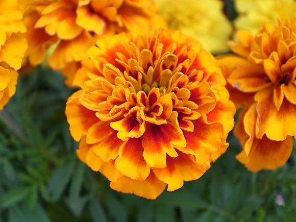 知ってる花の画像と花の名前