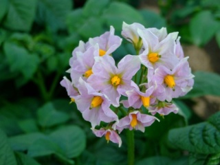 知ってる花の画像と花の名前