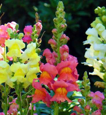 知ってる花の画像と花の名前