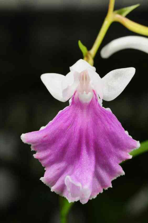 知ってる花の画像と花の名前