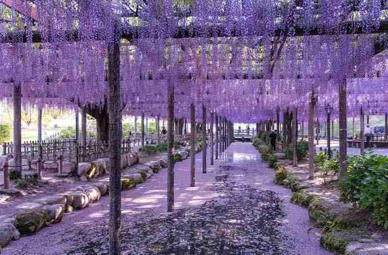 知ってる花の画像と花の名前