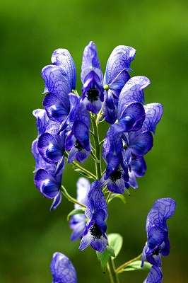 知ってる花の画像と花の名前