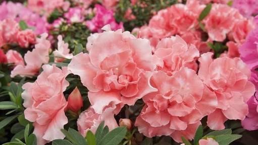 知ってる花の画像と花の名前