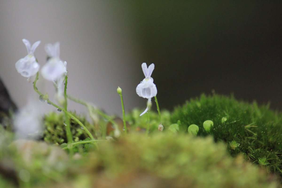 知ってる花の画像と花の名前