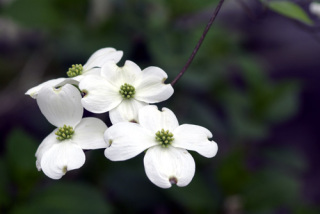 知ってる花の画像と花の名前