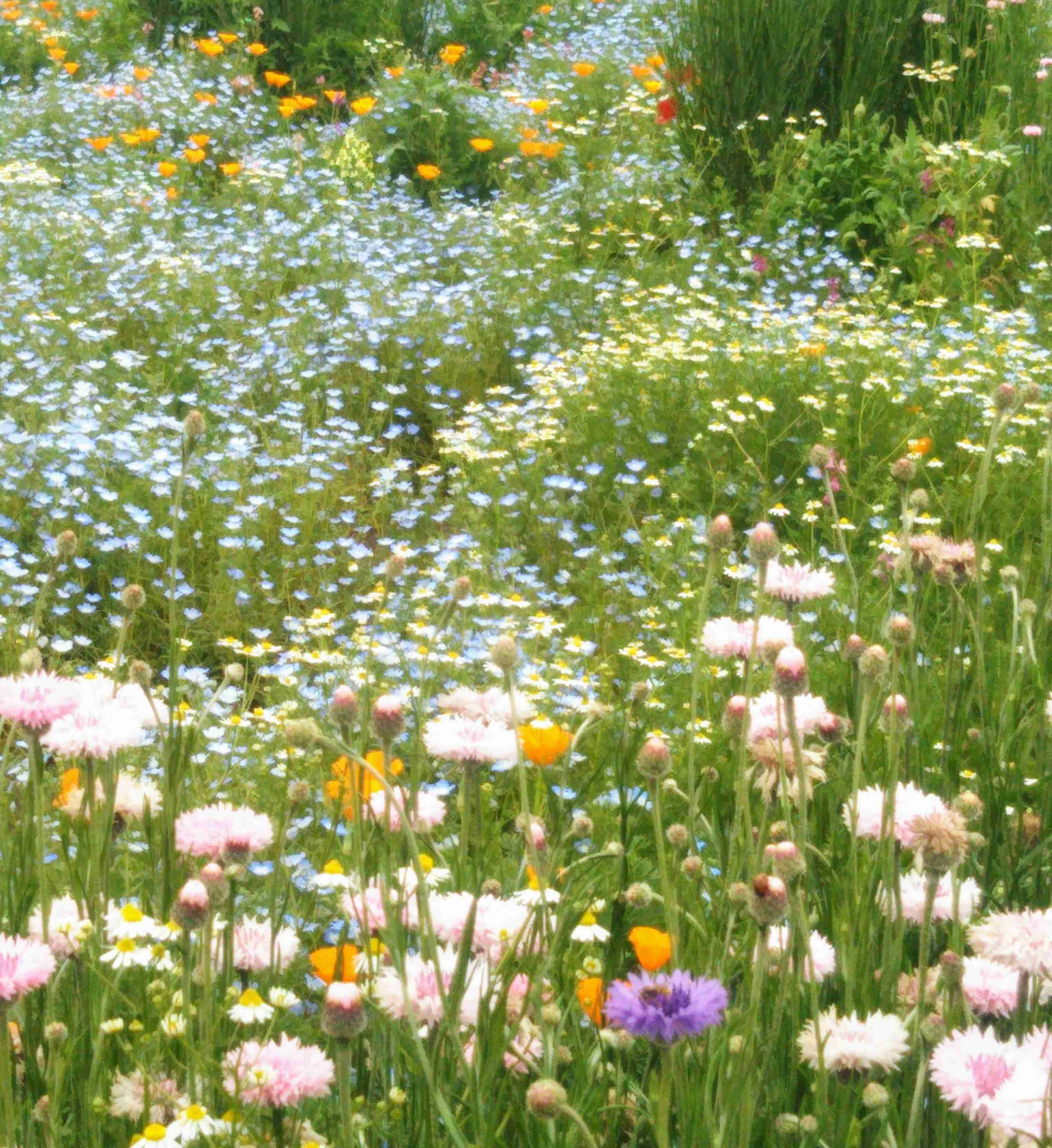 知ってる花の画像と花の名前