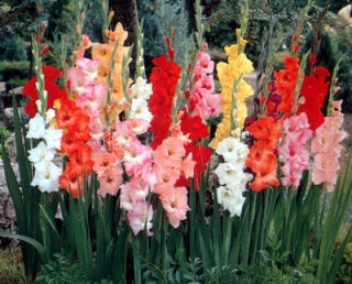 知ってる花の画像と花の名前