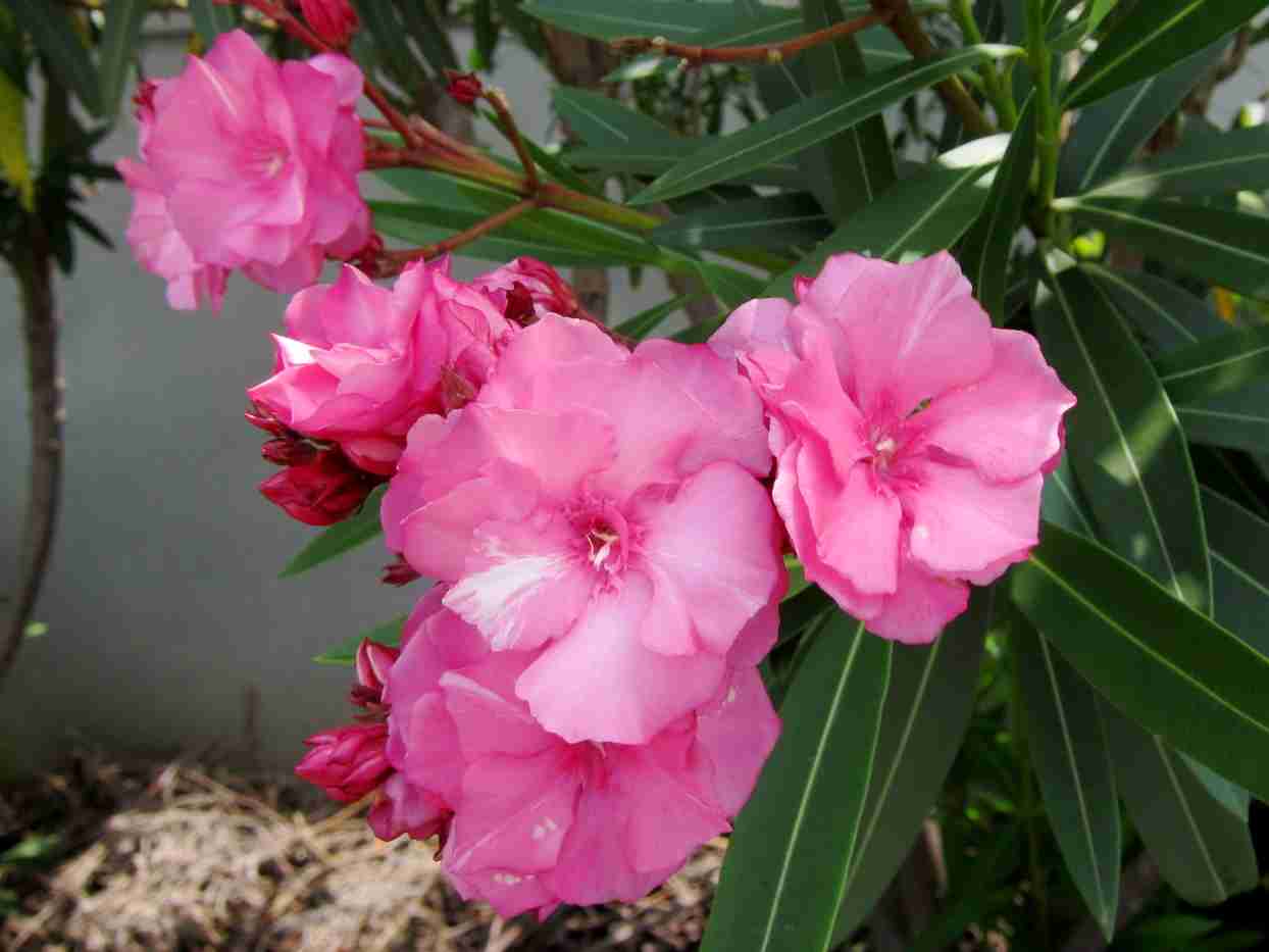 知ってる花の画像と花の名前