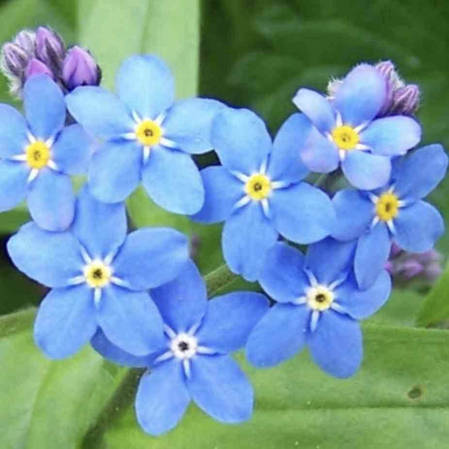 知ってる花の画像と花の名前