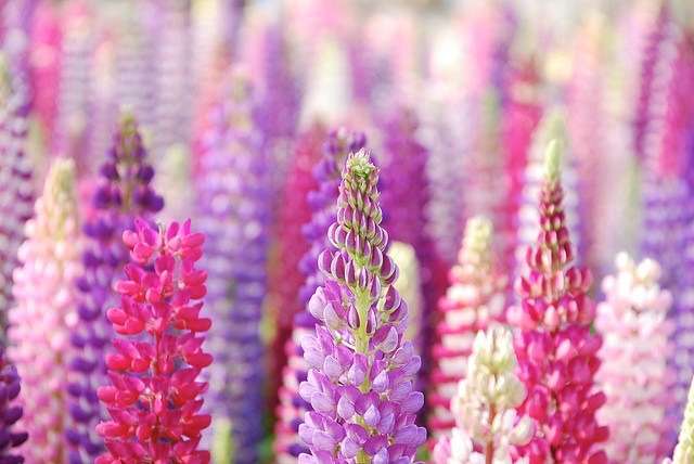 知ってる花の画像と花の名前