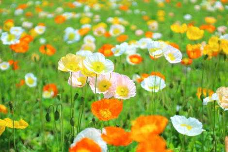 知ってる花の画像と花の名前