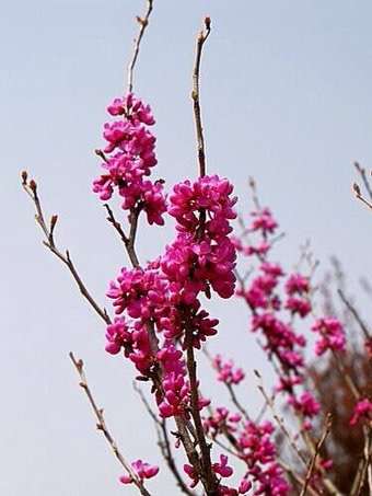 知ってる花の画像と花の名前