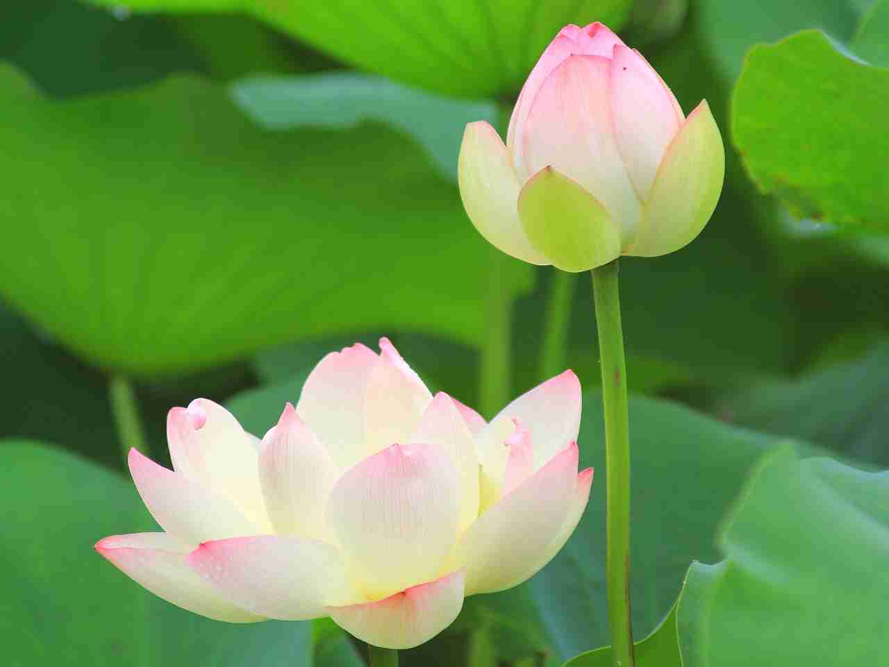 知ってる花の画像と花の名前
