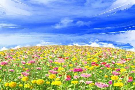 知ってる花の画像と花の名前