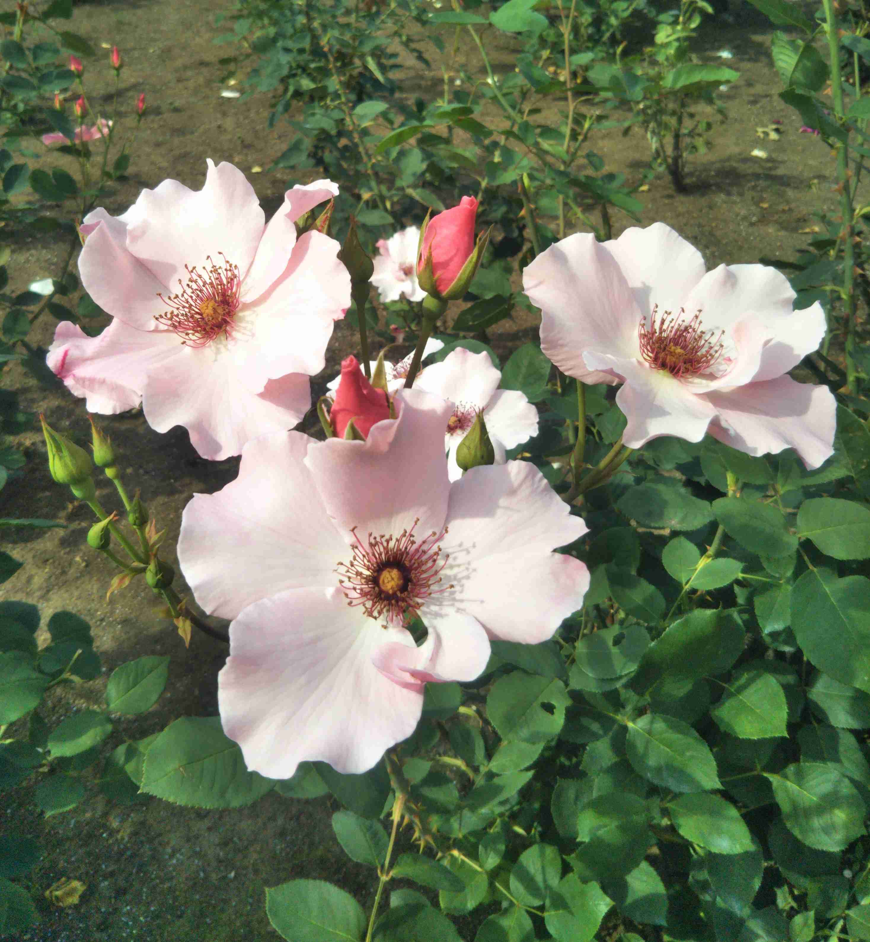 知ってる花の画像と花の名前