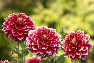 知ってる花の画像と花の名前