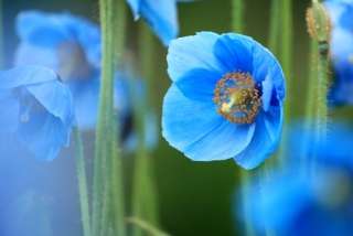 知ってる花の画像と花の名前