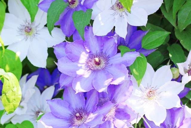 知ってる花の画像と花の名前