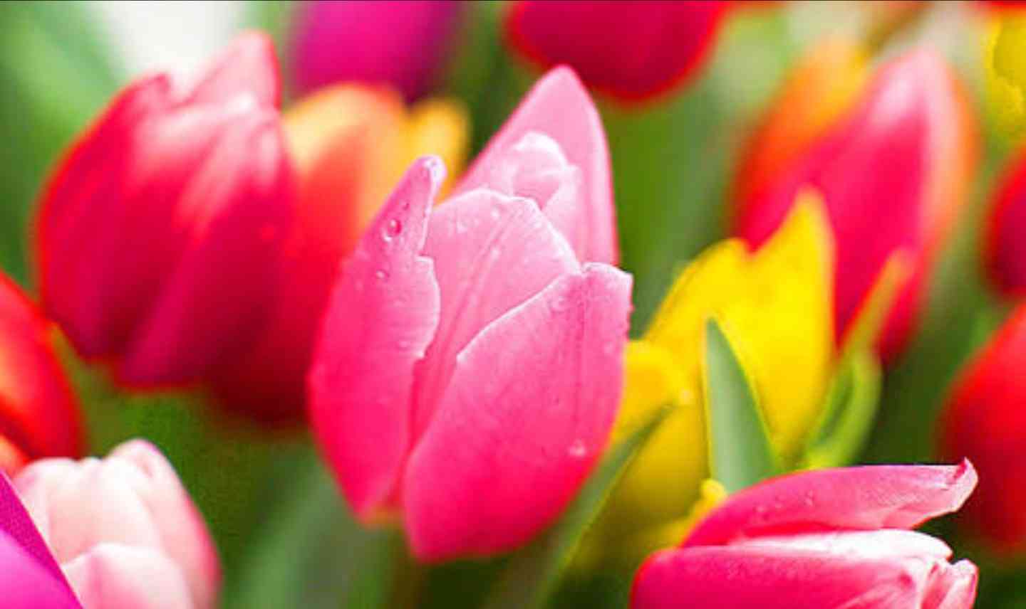 知ってる花の画像と花の名前