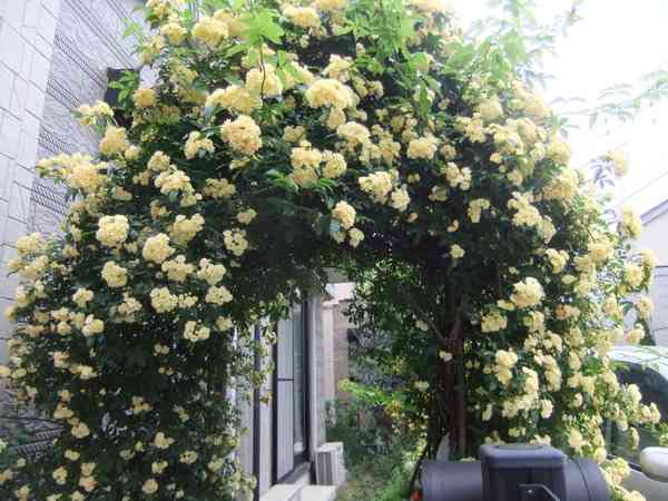 知ってる花の画像と花の名前