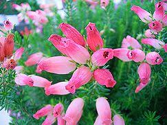 知ってる花の画像と花の名前