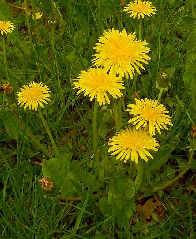 知ってる花の画像と花の名前