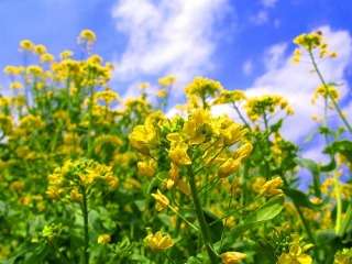 知ってる花の画像と花の名前