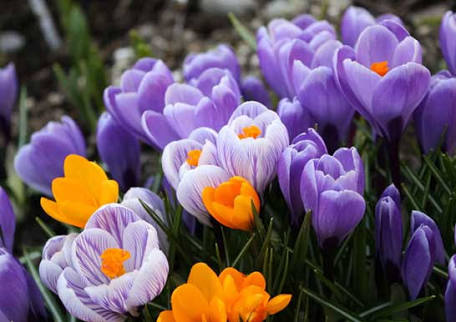知ってる花の画像と花の名前