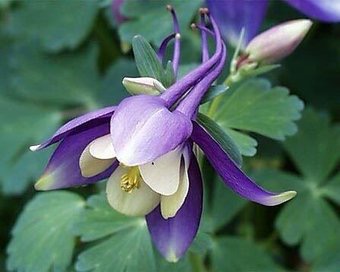 知ってる花の画像と花の名前