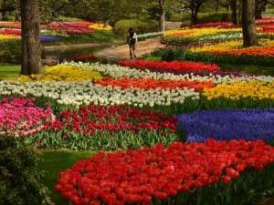 知ってる花の画像と花の名前
