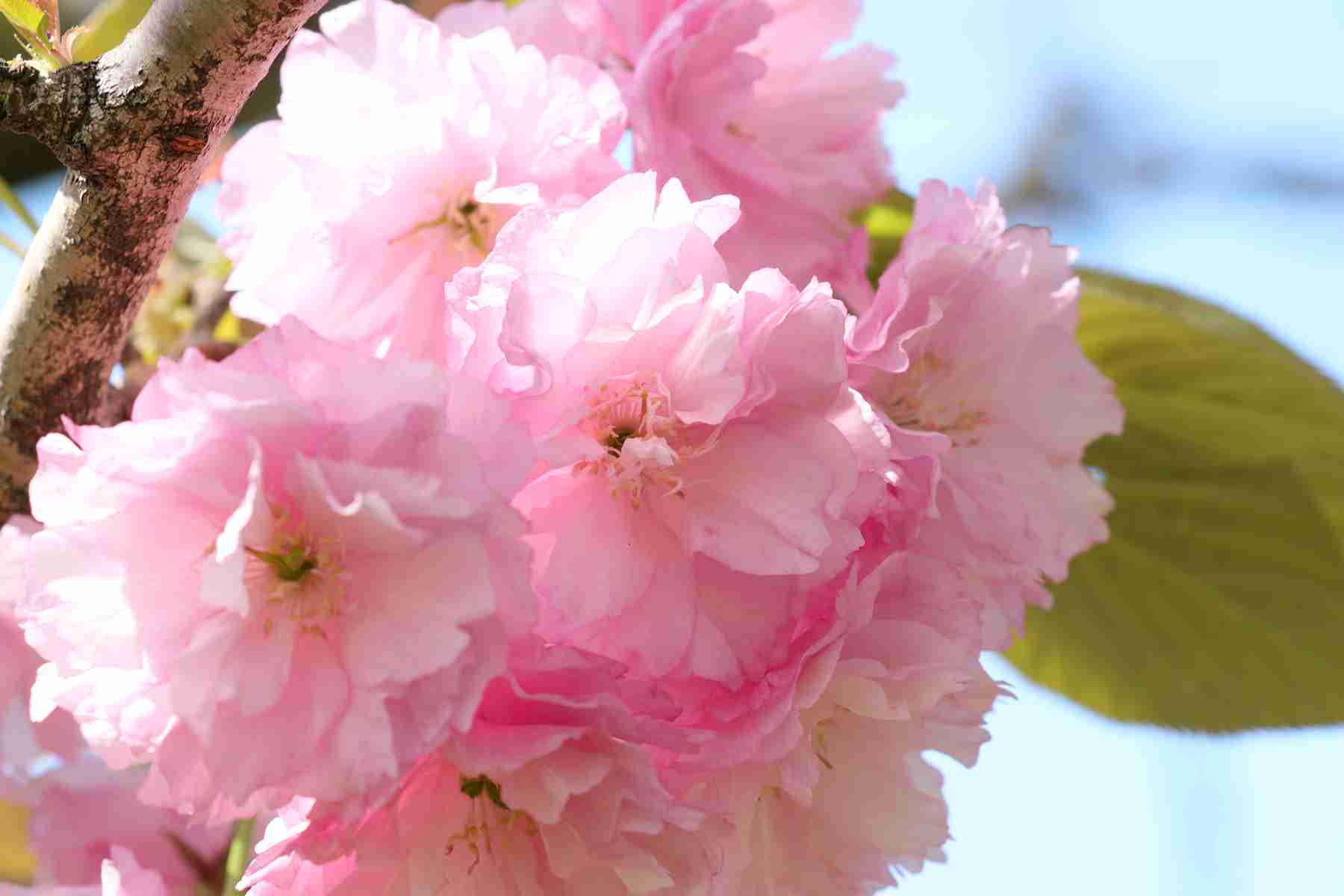知ってる花の画像と花の名前