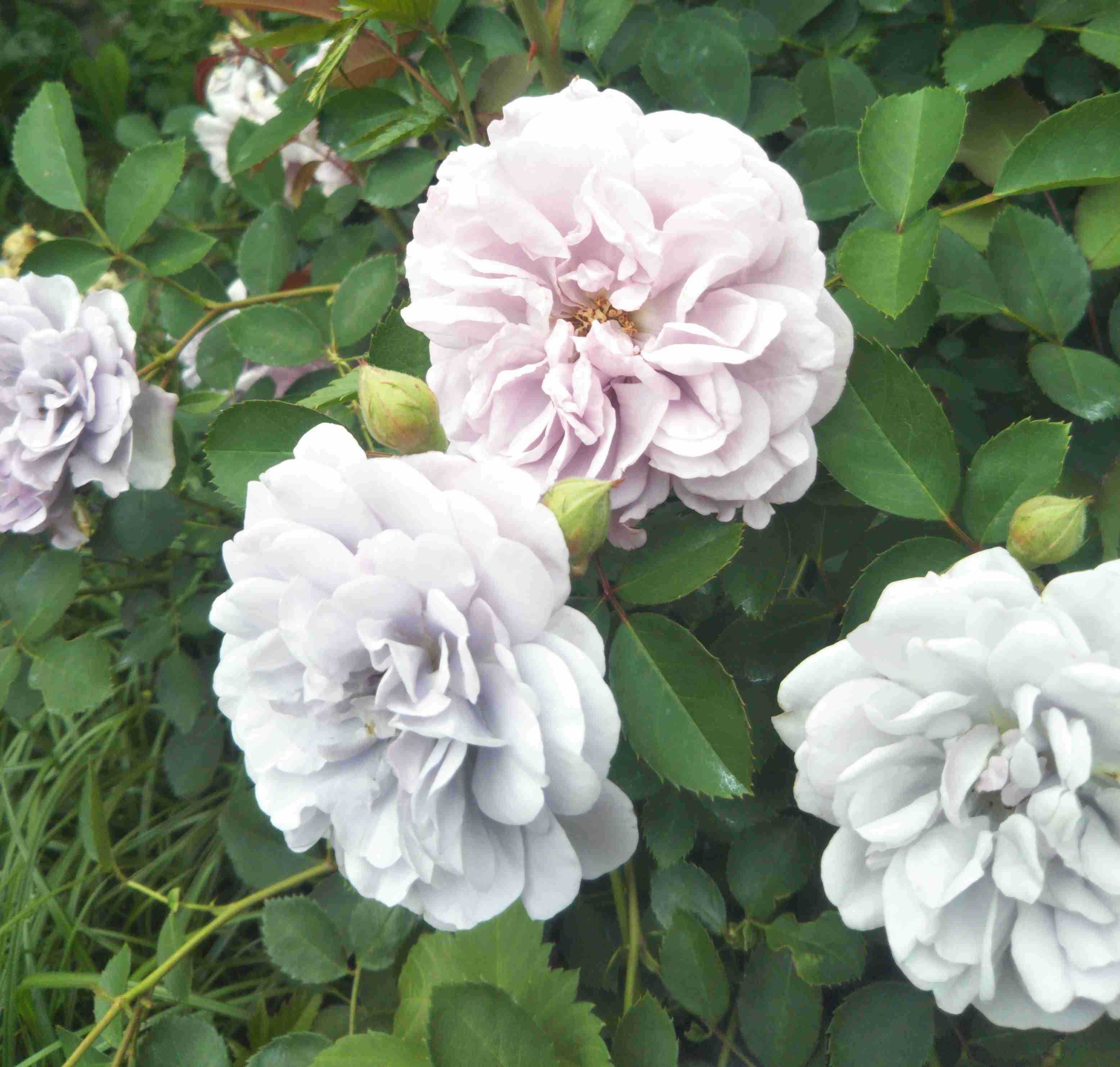 知ってる花の画像と花の名前