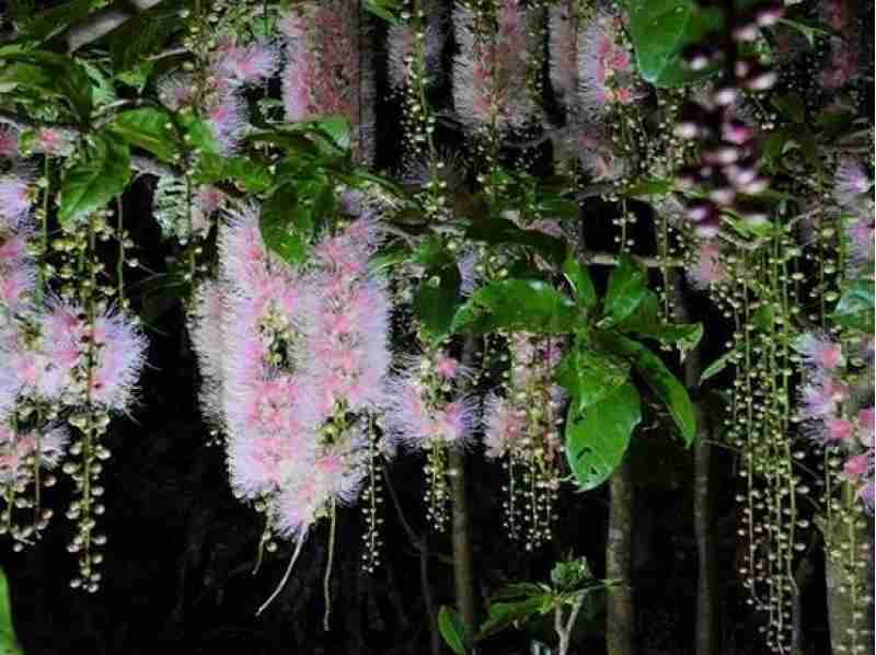 知ってる花の画像と花の名前