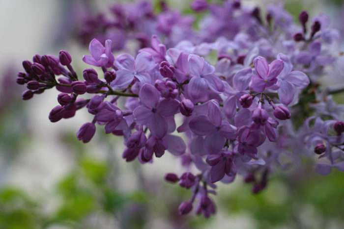 知ってる花の画像と花の名前