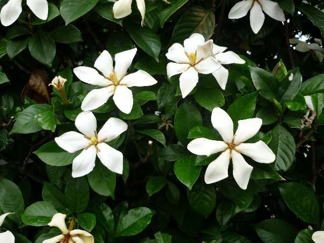知ってる花の画像と花の名前
