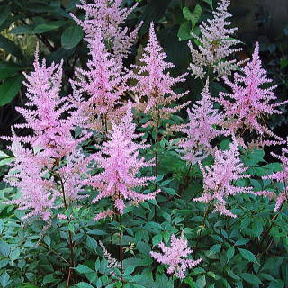 知ってる花の画像と花の名前