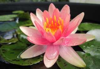知ってる花の画像と花の名前