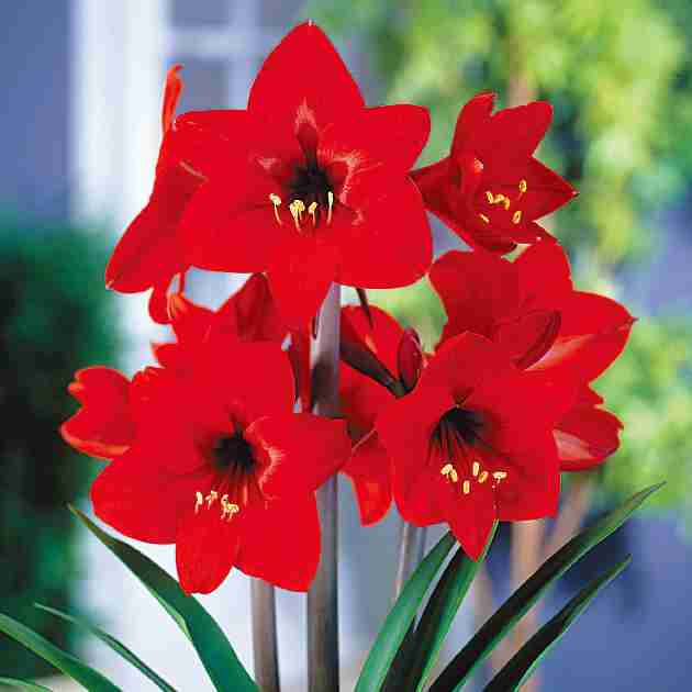 知ってる花の画像と花の名前