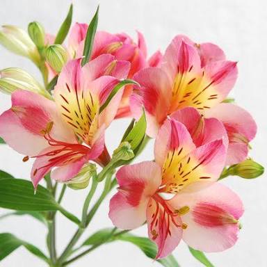 知ってる花の画像と花の名前