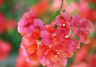 知ってる花の画像と花の名前