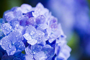 知ってる花の画像と花の名前