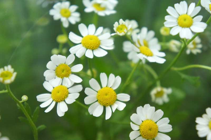 知ってる花の画像と花の名前