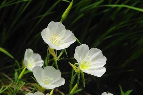 知ってる花の画像と花の名前