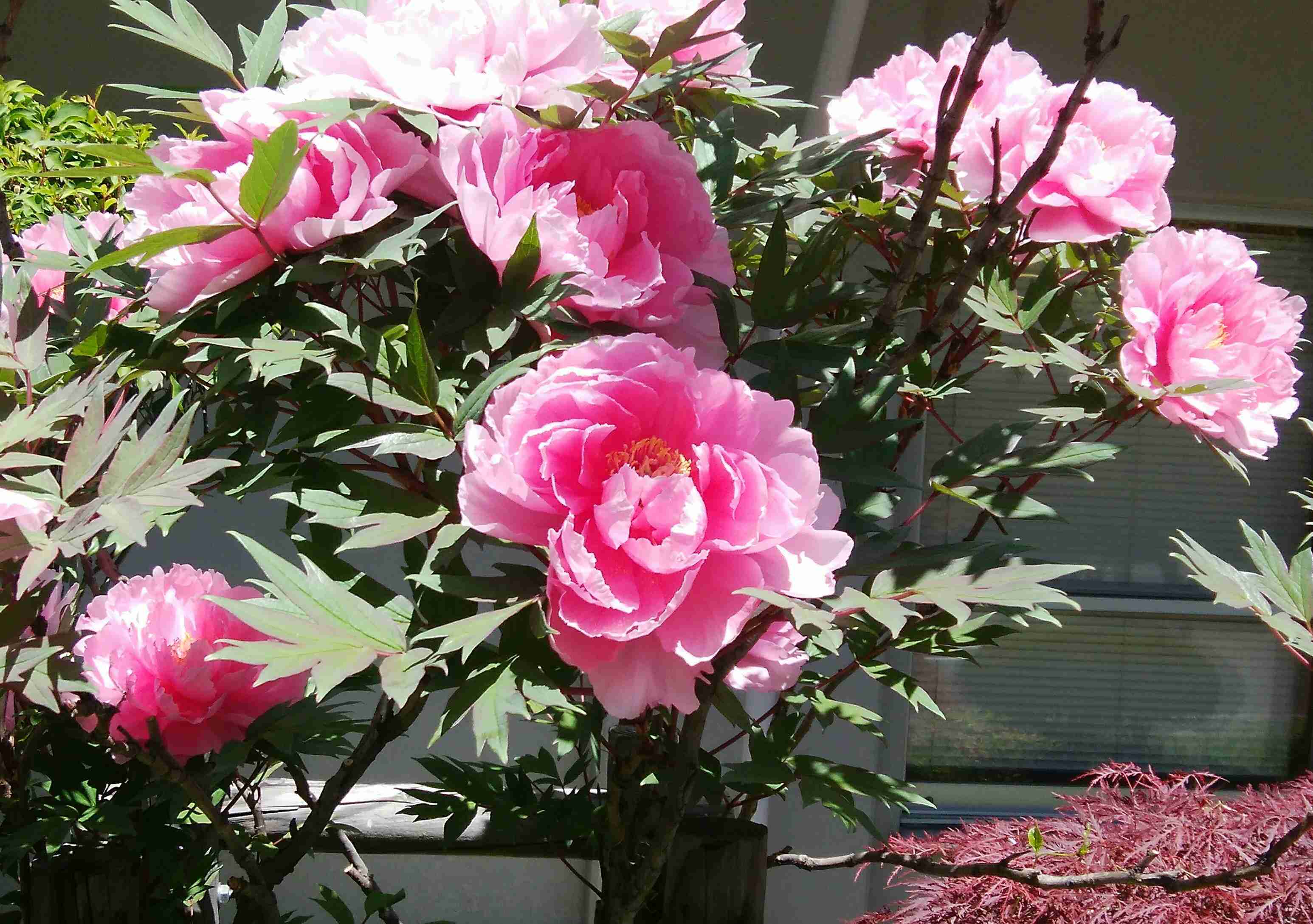 知ってる花の画像と花の名前