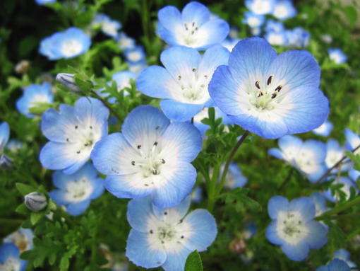 知ってる花の画像と花の名前